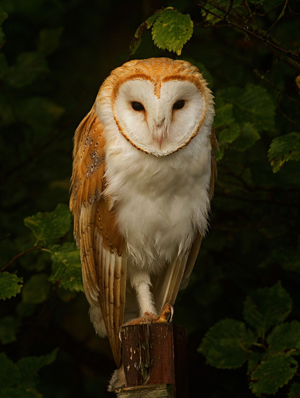 Barn Owl perched on a post - Barn Owls