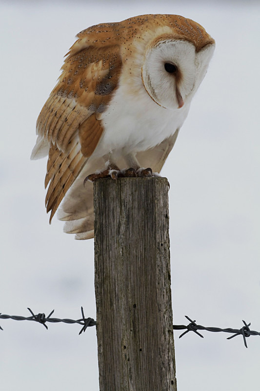 Barn Owl perched on a post - Barn Owls