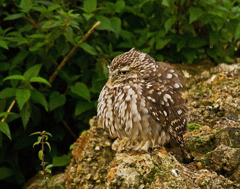  - Little Owls