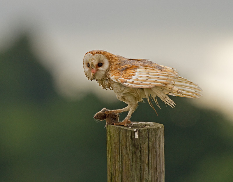  - Barn Owls