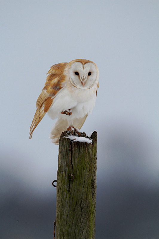 Barn Owl perched on a post - Barn Owls