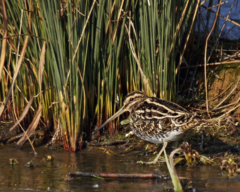 Snipe - Anything Else!