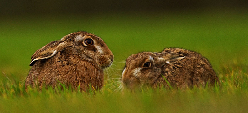 Brown Hares in the grass - Hares