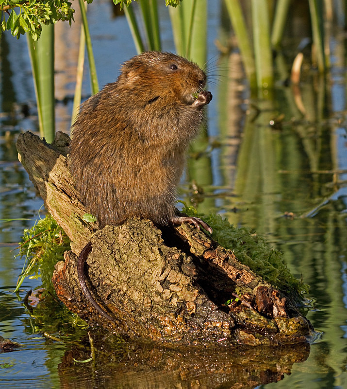  - Water Voles