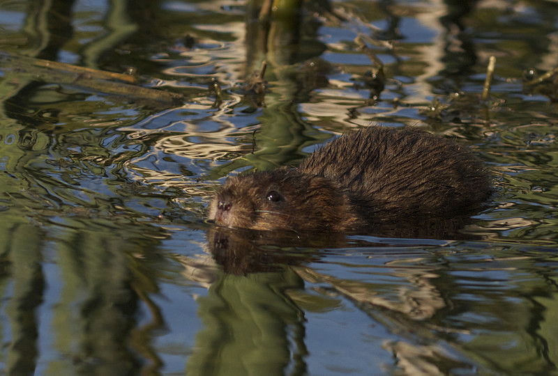  - Water Voles