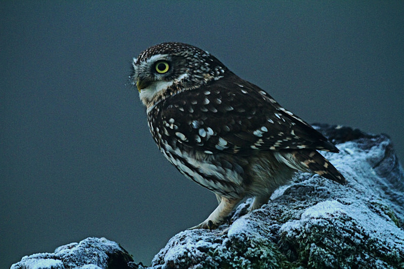  - Little Owls