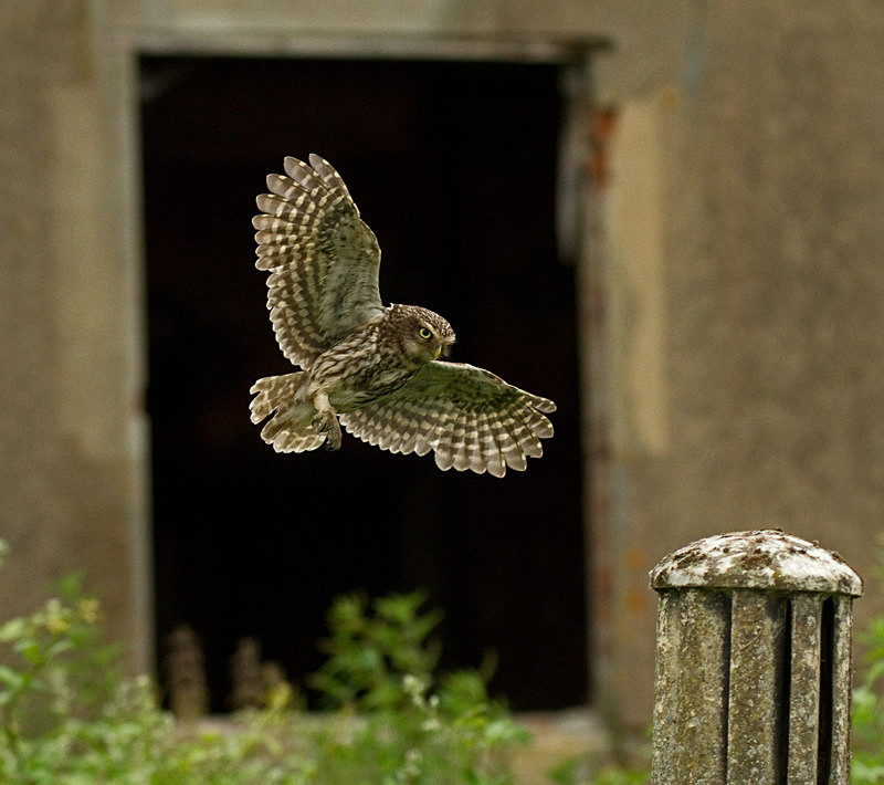  - Little Owls