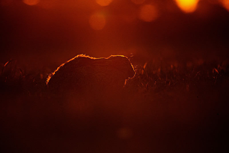Brown Hare - Hares