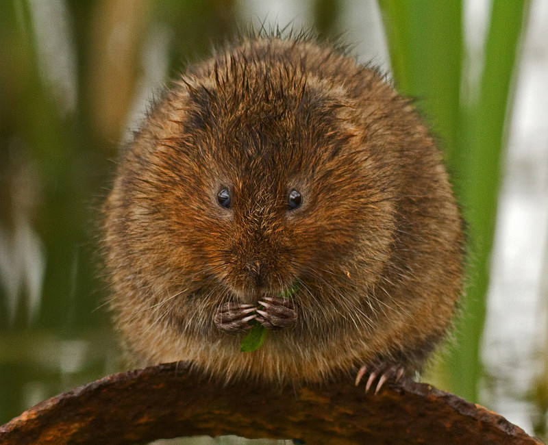  - Water Voles