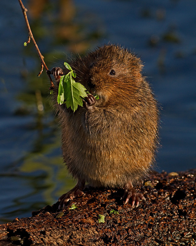  - Water Voles