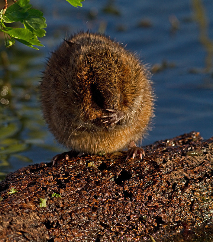 - Water Voles