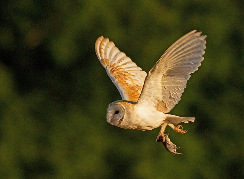 - Barn Owls