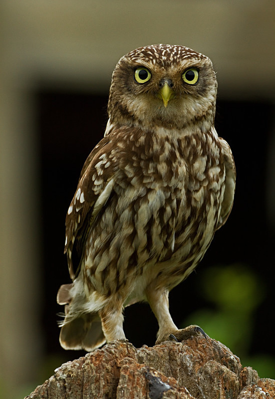  - Little Owls