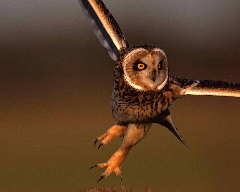  - Short Eared Owls