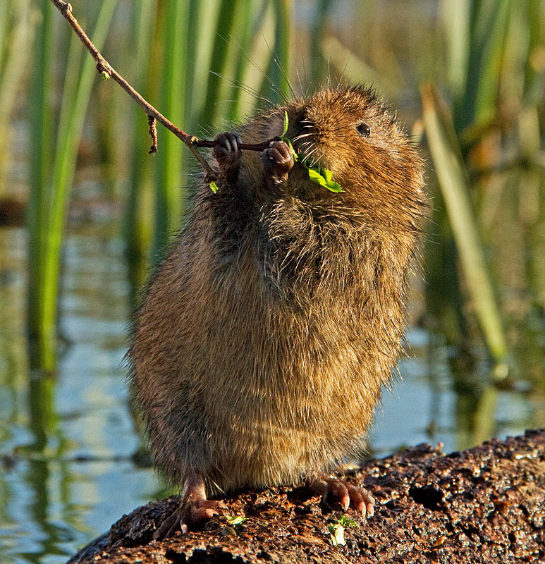  - Water Voles