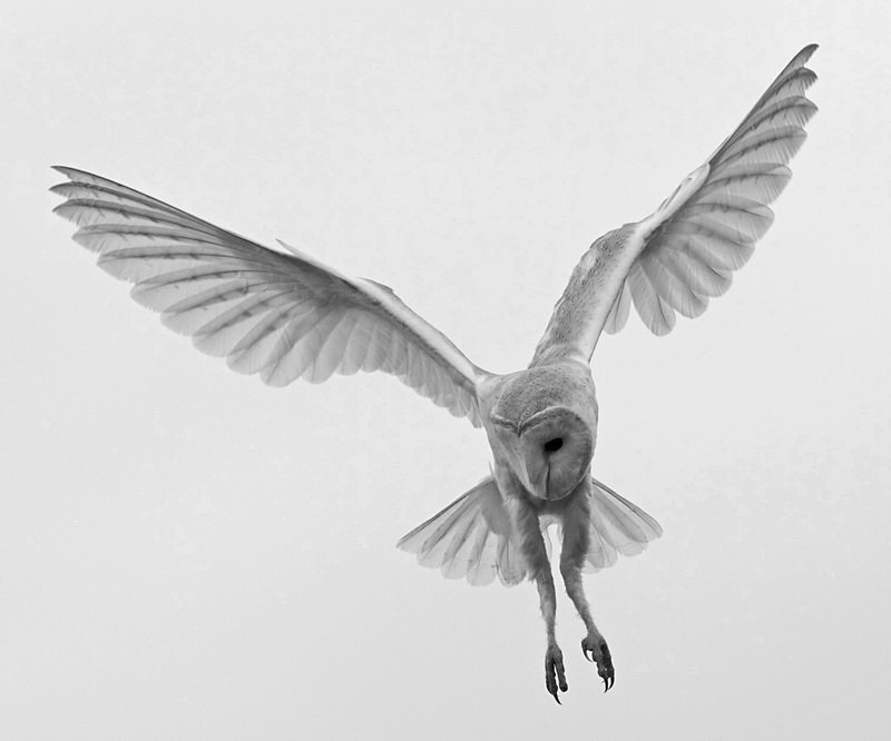 Barn Owl in flight - Barn Owls