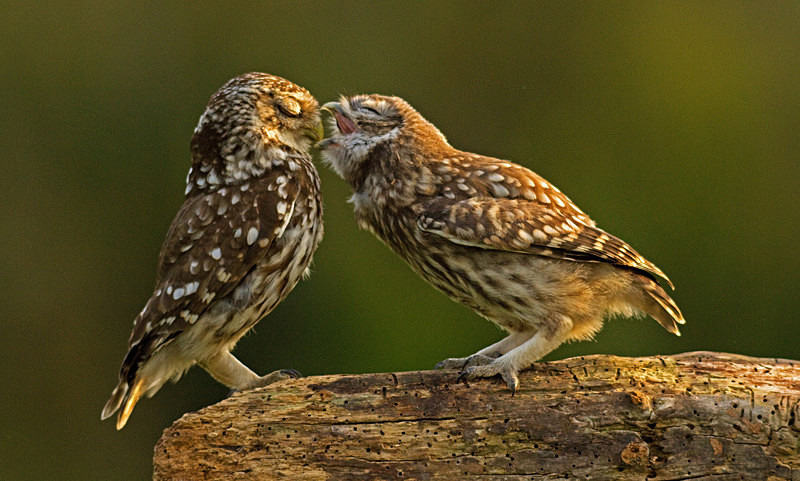  - Little Owls