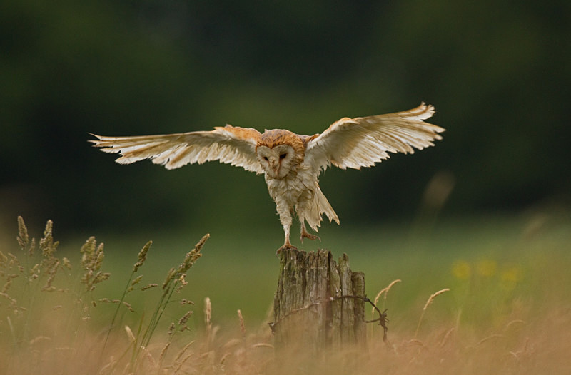  - Barn Owls