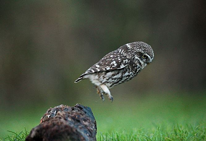 Little Owl - Little Owls