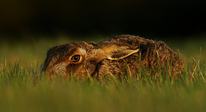 Brown Hare - Hares