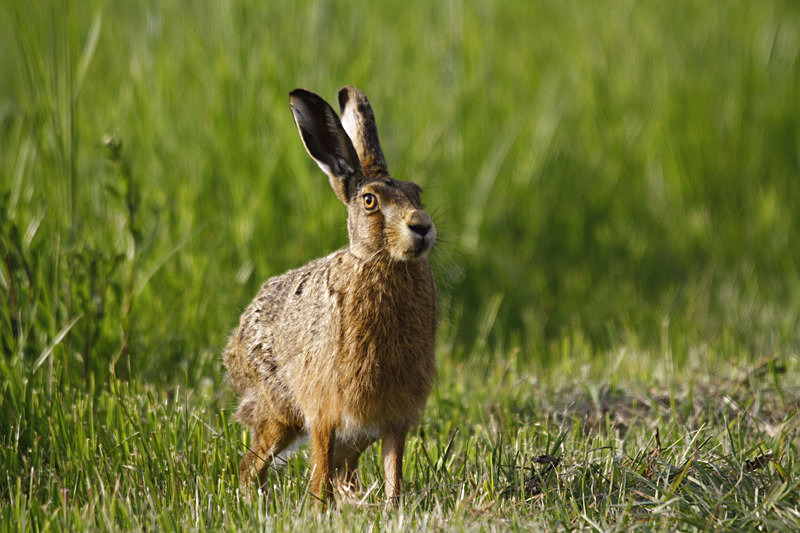 Brown Hare - Hares