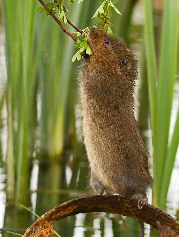  - Water Voles