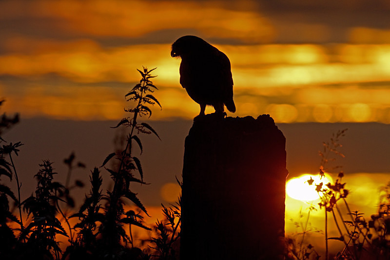  - Little Owls