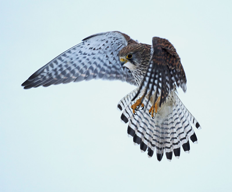 Kestrel in flight at Stow Maries Aerodrome wildlife photography Russell Savory