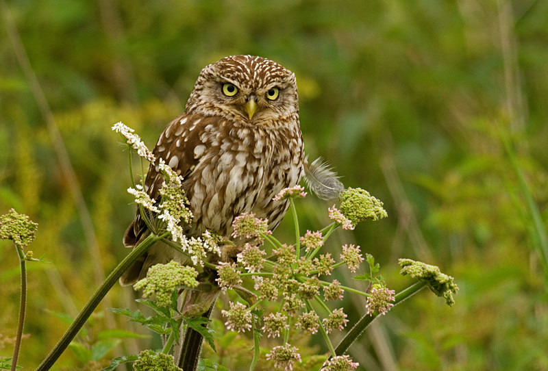  - Little Owls