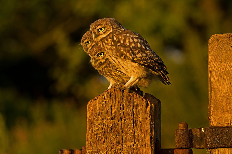  - Little Owls