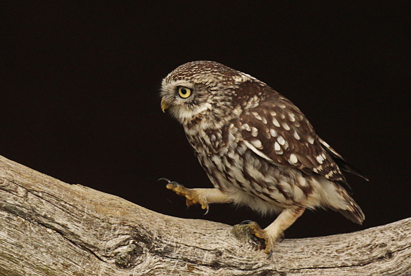  - Little Owls