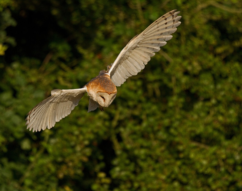  - Barn Owls
