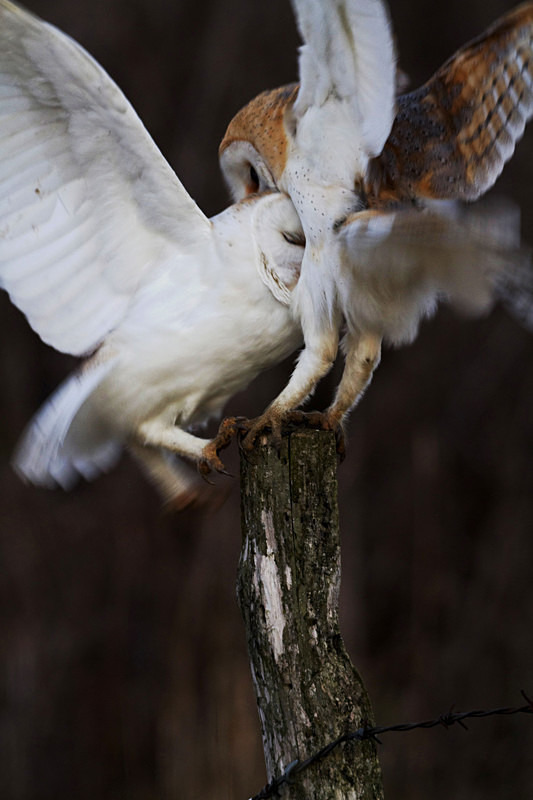 Barn Owls Fighting - Barn Owls