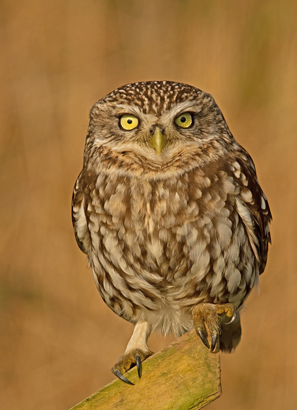 - Little Owls