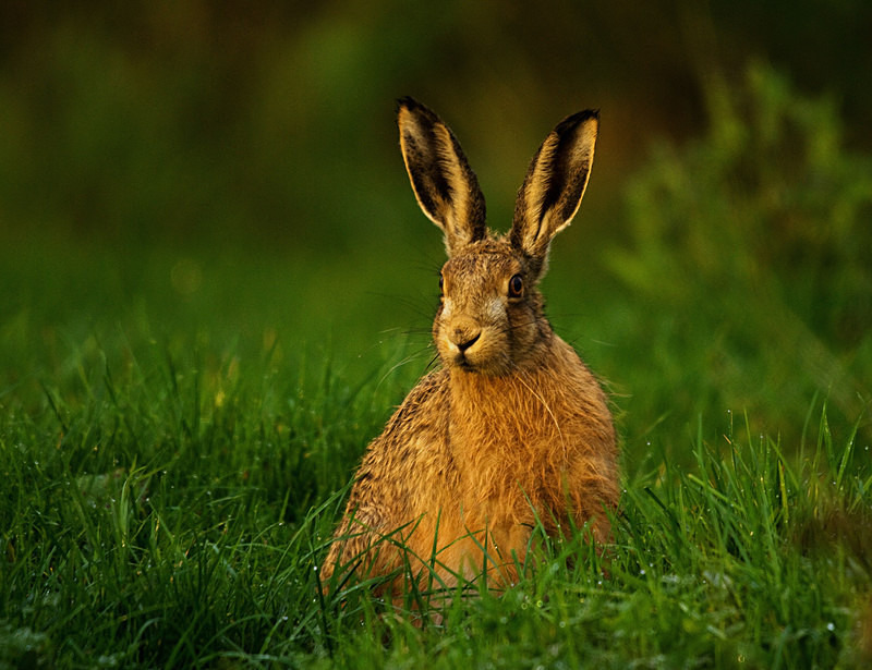 Brown Hare - Hares