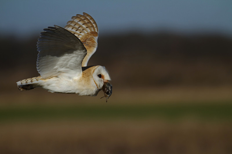 Barn Owl in Flight - Barn Owls