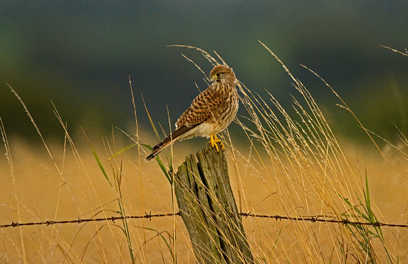 Kestrel perched on a post