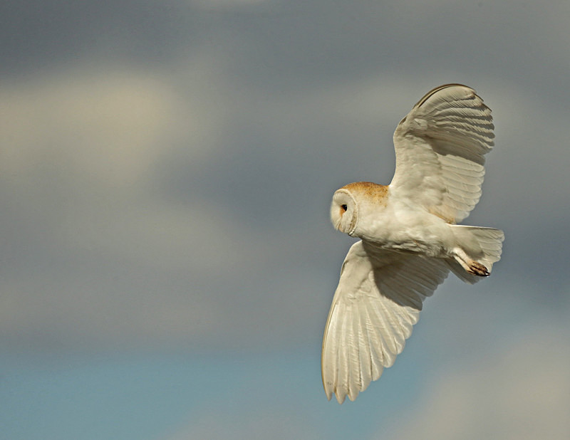  - Barn Owls