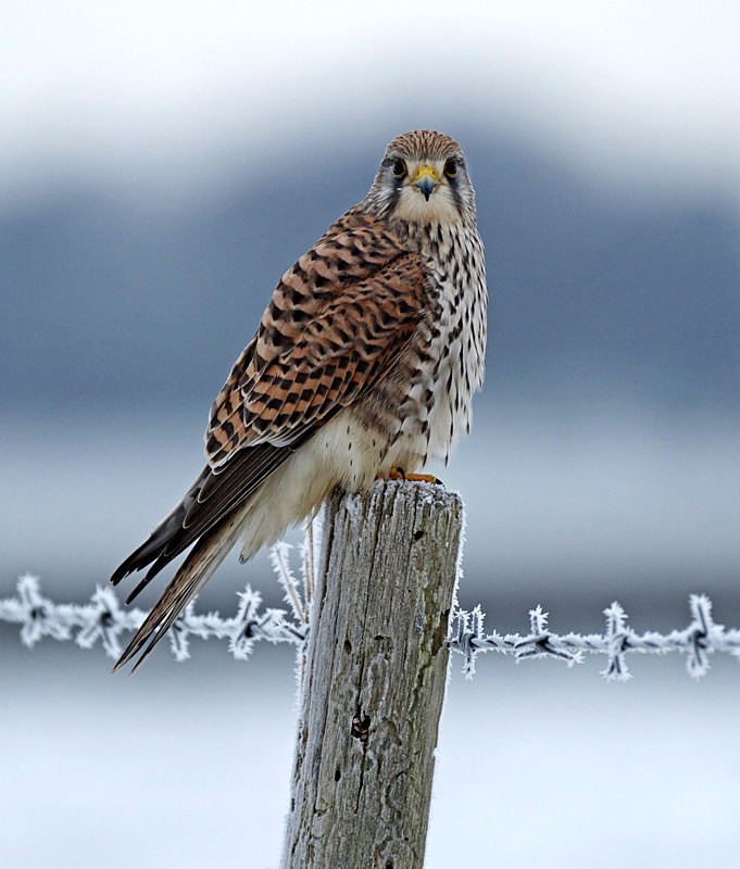 Kestrel perched on a post at Stow Maries Aerodrome wildlife photography Russell Savory