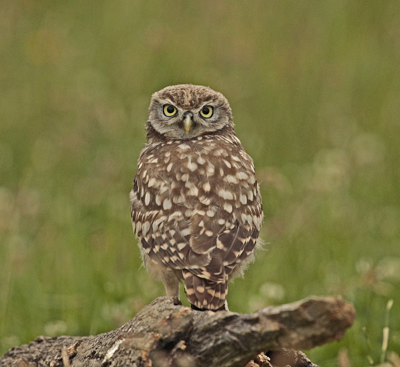 - Little Owls
