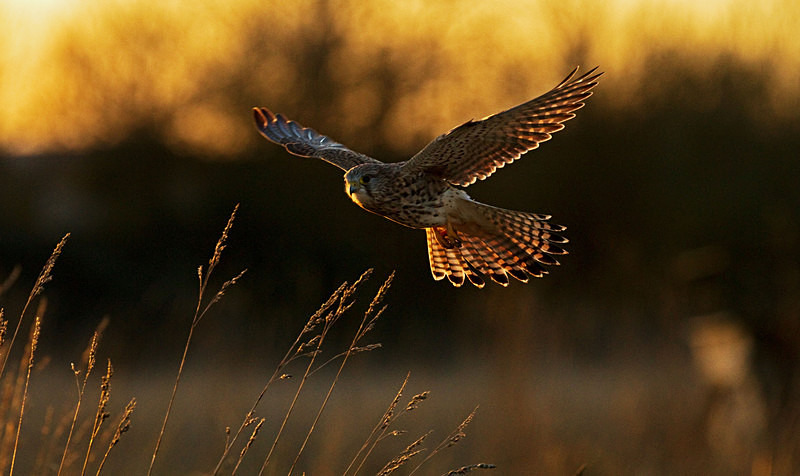 Kestrel in flight at Stow Maries Aerodrome wildlife photography Russell Savory