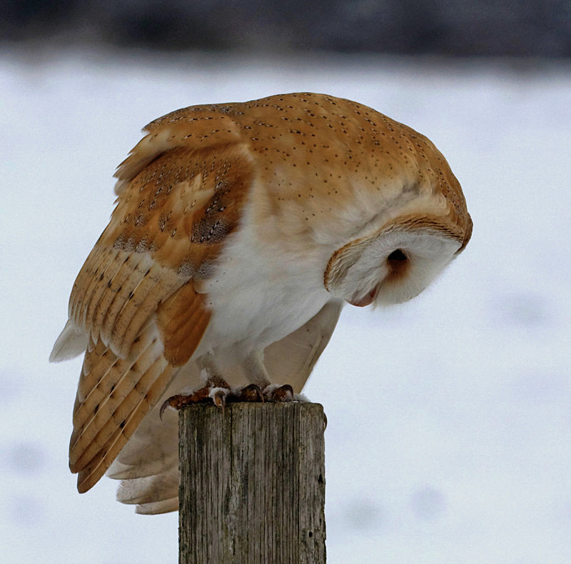 Barn Owl perched on a post - Barn Owls