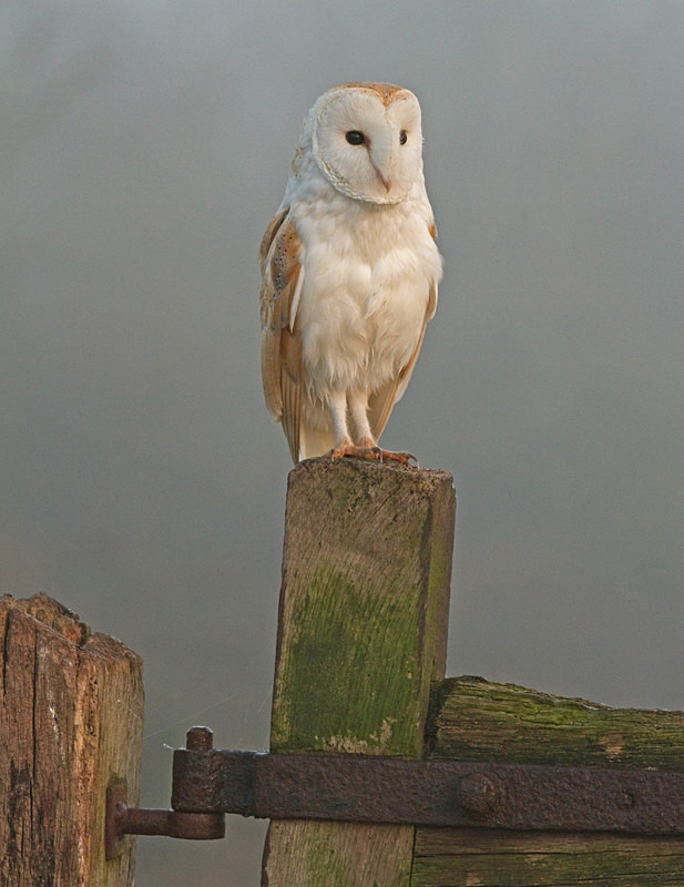  - Barn Owls