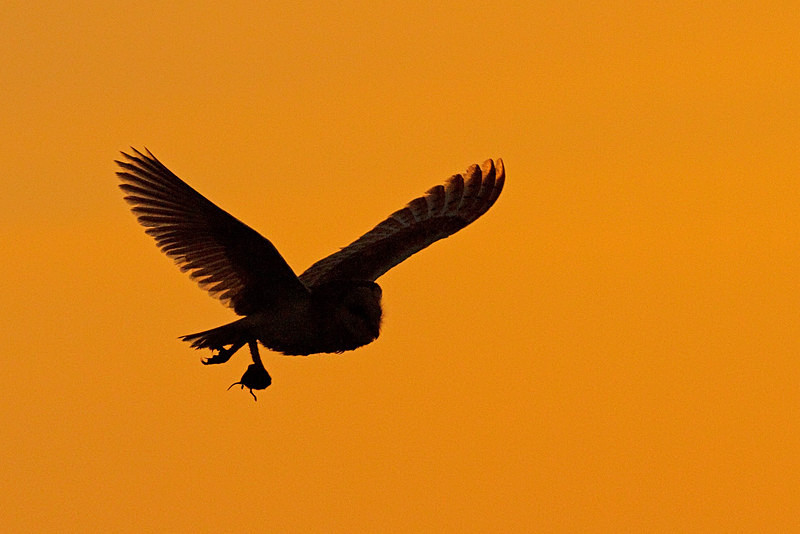  - Barn Owls