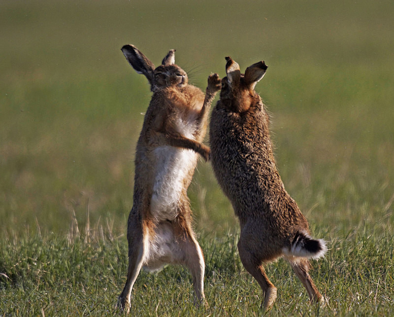 Hares boxing - Hares