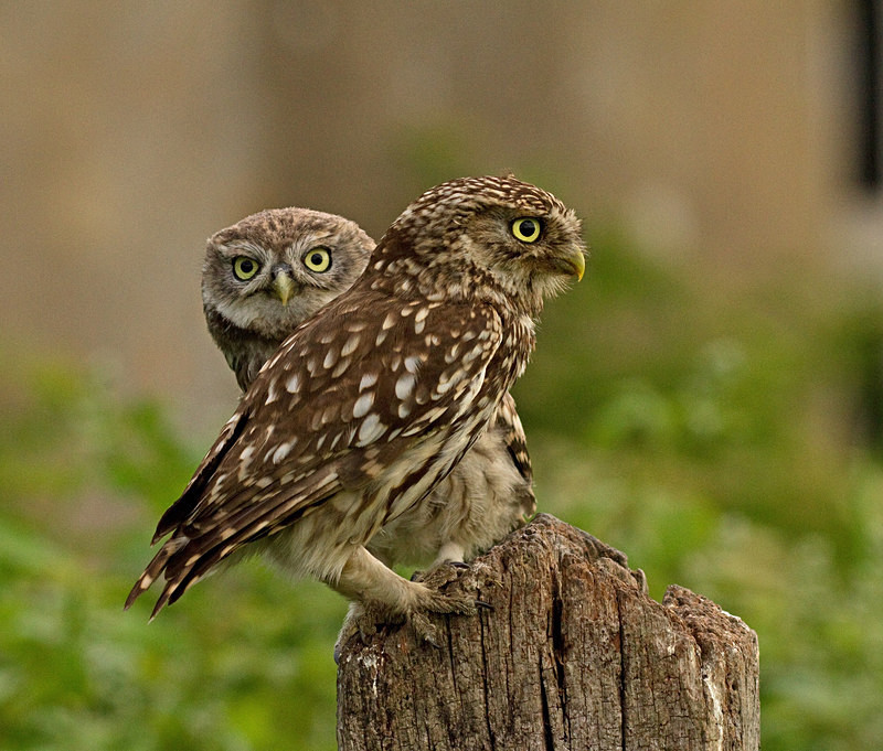  - Little Owls