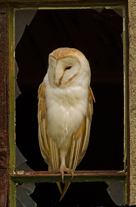 Barn Owl perched in the window - Barn Owls