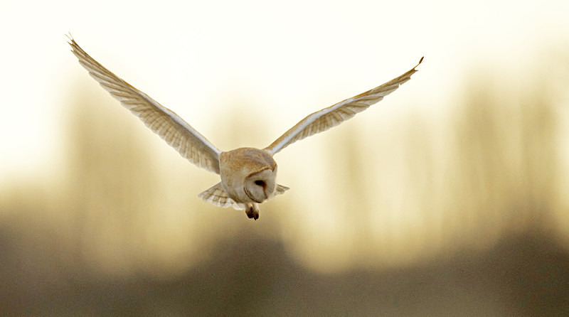 Barn Owl in flight - Barn Owls