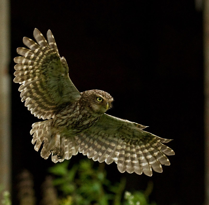  - Little Owls