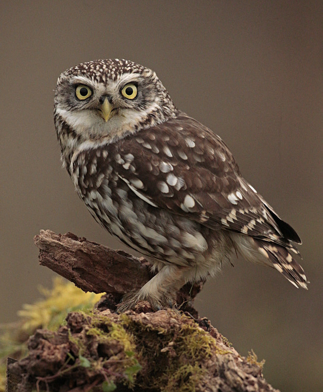  - Little Owls